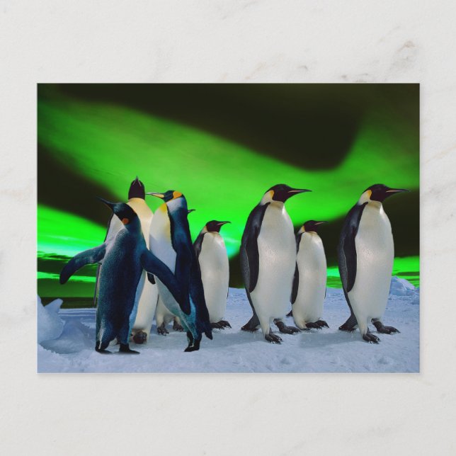 Aurora borealis and penguins postcard (Front)