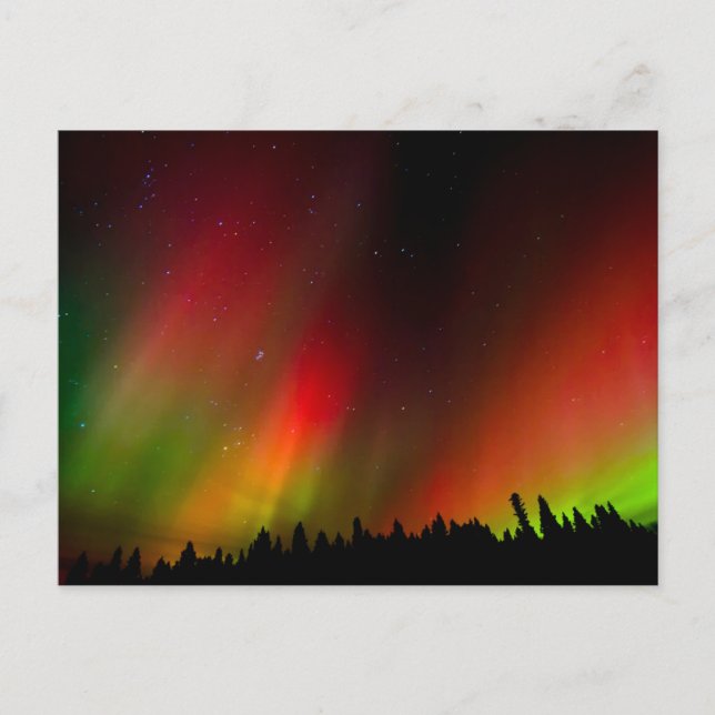 Aurora Borealis and trees Postcard (Front)