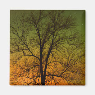 Aurora Borealis & Cottonwood Tree Magnet