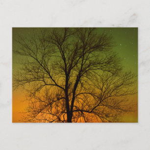 Aurora Borealis & Cottonwood Tree Postcard