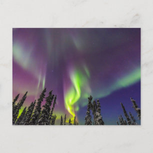 Aurora Borealis Fairbanks, Alaska Postcard