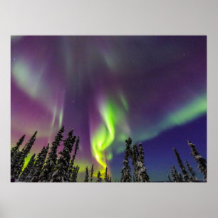 Aurora Borealis   Fairbanks, Alaska Poster