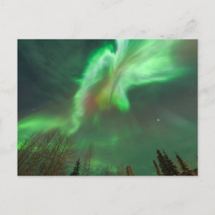 Aurora Borealis Northern Lights   Fairbanks Postcard