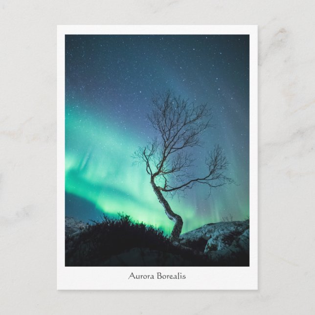 Aurora Borealis Tree Postcard (Front)