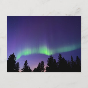 Aurora Borealis & Trees Manitoba, Canada Postcard