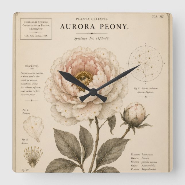 Aurora Peony Victorian Botanical Museum Print Square Wall Clock (Front)
