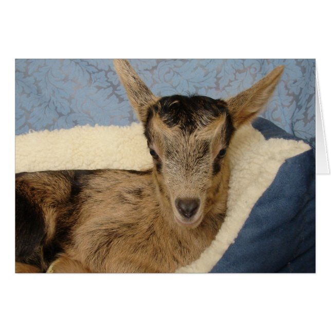 Aussie (Front Horizontal)