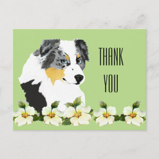 Aussie Blue Merle Dog Thank You Postcard