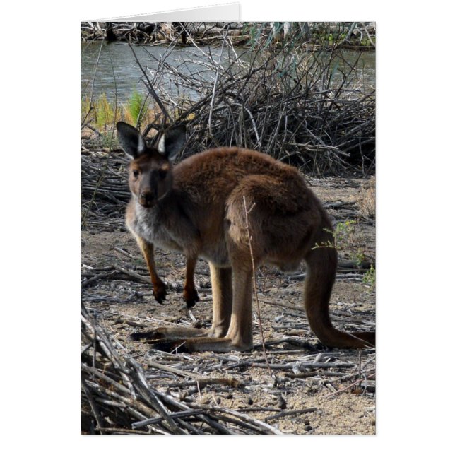 Aussie Bush Kangaroo, (Front)