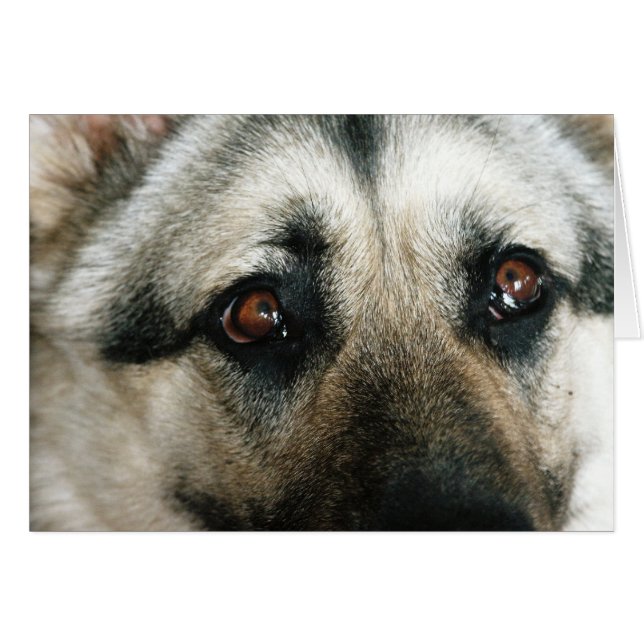 Aussie Close Up Eyes (Front Horizontal)