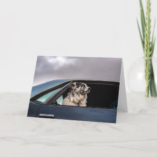 Aussie dog card