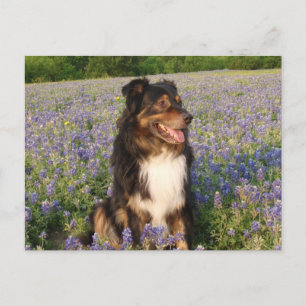 Aussie in the Bluebonnets Postcard