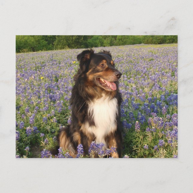 Aussie in the Bluebonnets Postcard (Front)