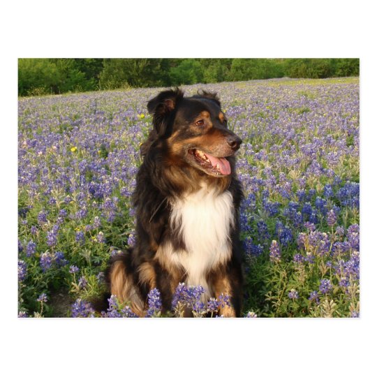 Aussie in the Bluebonnets Postcard