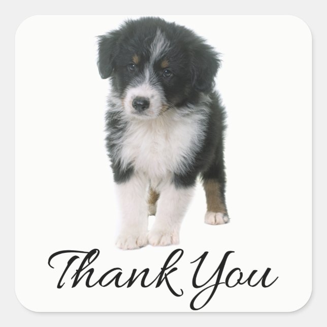 Aussie Puppy Dog Australian Shepherd Thank You Square Sticker (Front)