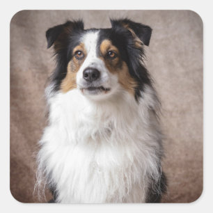  Aussie Puppy Dog Watercolor Australian Shepherd   Square Sticker