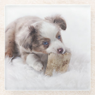 aussie red merle pup glass coaster