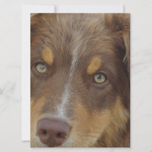 aussie red tri pup