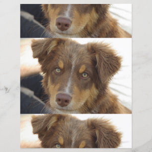 aussie red tri pup