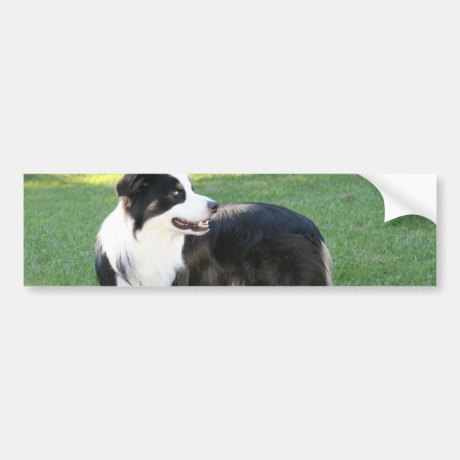 Aussie Shepherd Bumper Stickers (Front)