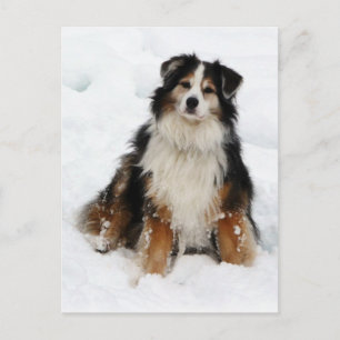 Aussie Shepherd Dog in Snow Postcard