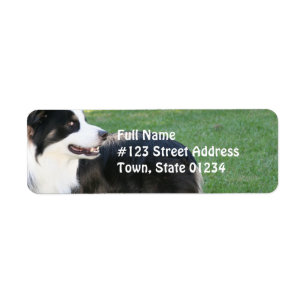Aussie Shepherd Return Address Mailing Labels