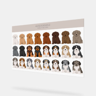 Aussiedoodle dog mix acrylic sign