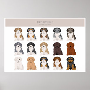 Aussiedoodle puppy coat colors poster
