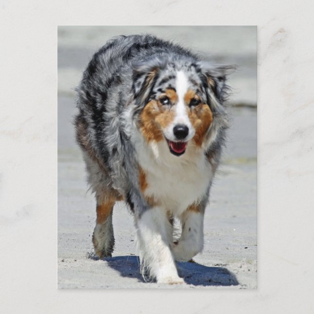 Aussies - 1st Day of Summer Beach Stroll Postcard (Front)