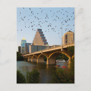 Austin, Texas Congress Bridge Bats Postcard