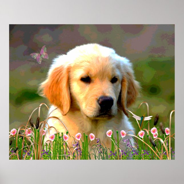 Austin The Golden Labrador Poster (Front)