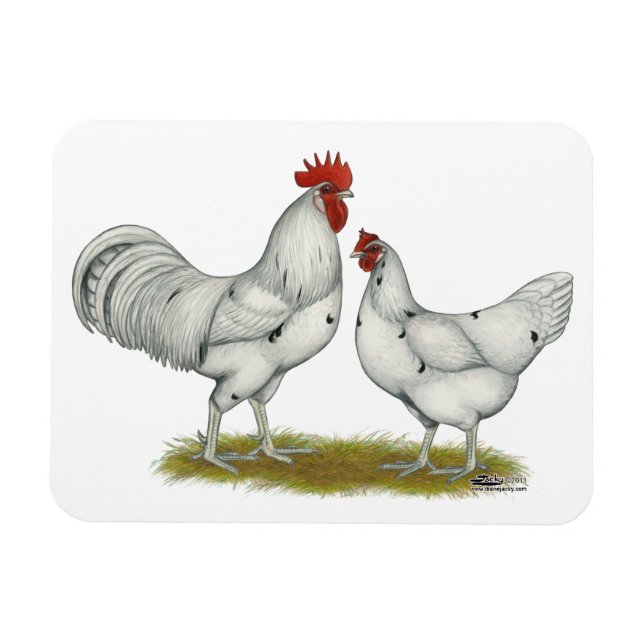 Austra White Chickens Magnet (Horizontal)