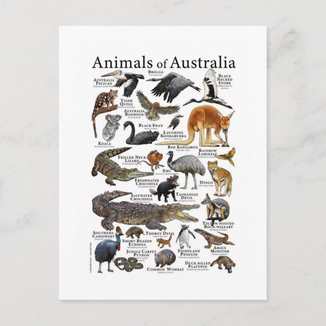Australia Animals Chart Postcard (Front)