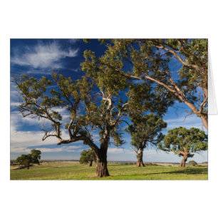Australia, Barossa Valley, Mount Pleasant