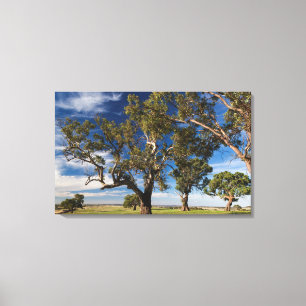 Australia, Barossa Valley, Mount Pleasant Canvas Print