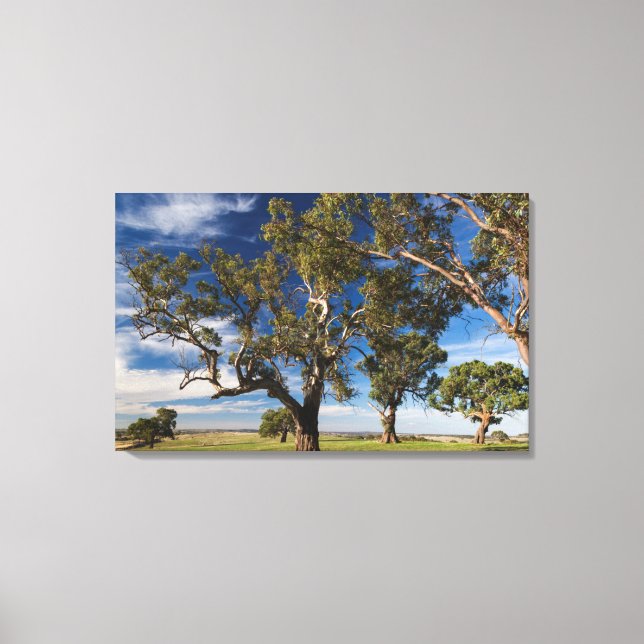 Australia, Barossa Valley, Mount Pleasant Canvas Print (Front)