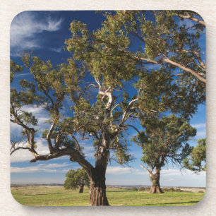 Australia, Barossa Valley, Mount Pleasant Coaster