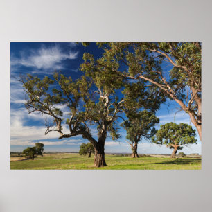 Australia, Barossa Valley, Mount Pleasant Poster