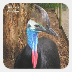 Australia Cassowary Bird Square Sticker