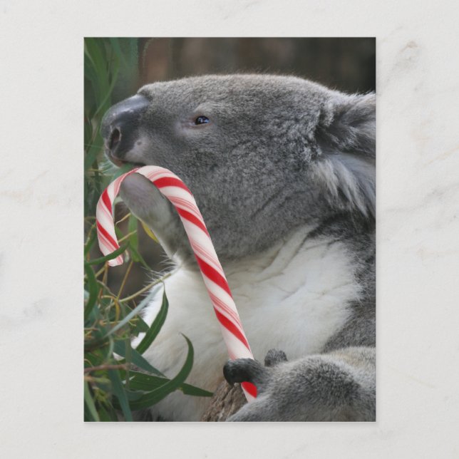 Australia Christmas Koala Bear Holiday Postcard (Front)