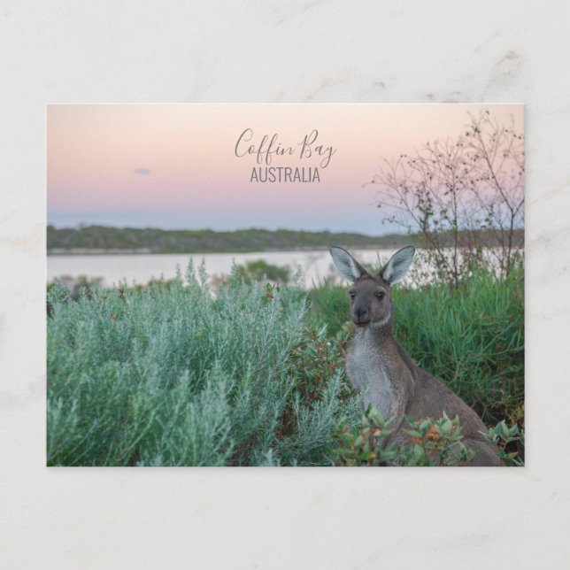 Australia Coffin Bay Kangaroo Sunset Photo Postcard (Front)