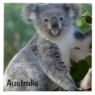 Australia: Cute cuddly Australian koala Tile