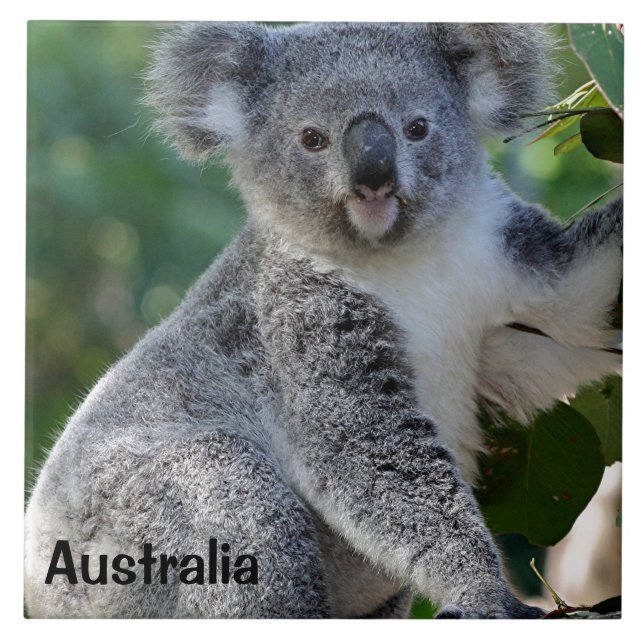 Australia: Cute cuddly Australian koala Tile (Front)