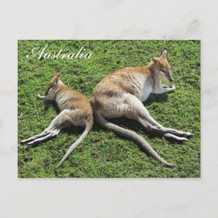 Australia Cute Wallaby Postcard