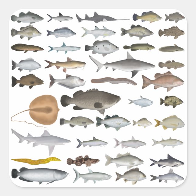 Australia Freshwater Fish Group Square Sticker (Front)