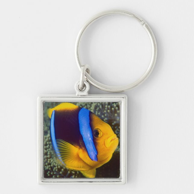 Australia, Great Barrier Reef, Anemonefish Key Ring (Front)
