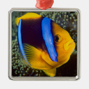 Australia, Great Barrier Reef, Anemonefish Metal Tree Decoration