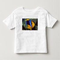 Australia, Great Barrier Reef, Anemonefish