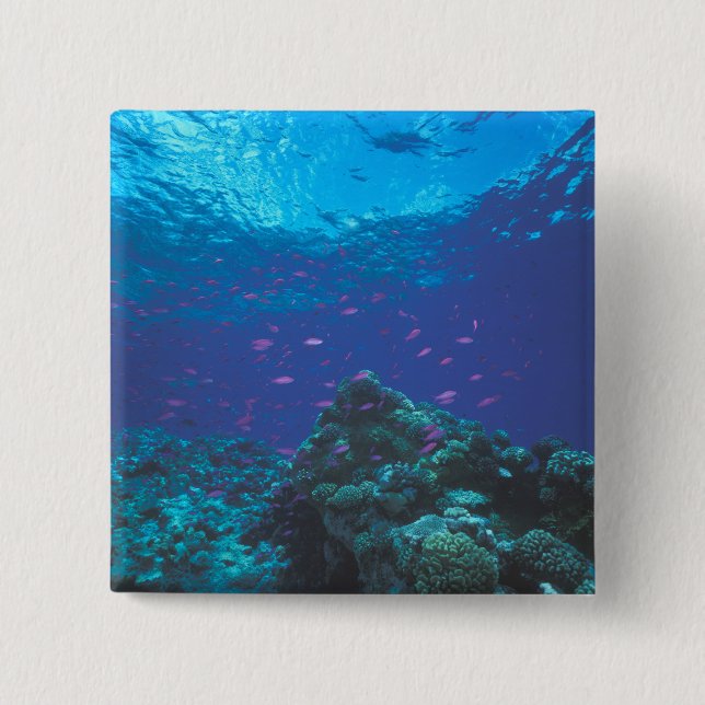 Australia, Great Barrier Reef. Swarming Purple 15 Cm Square Badge (Front)