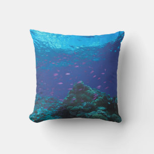 Australia, Great Barrier Reef. Swarming Purple Cushion